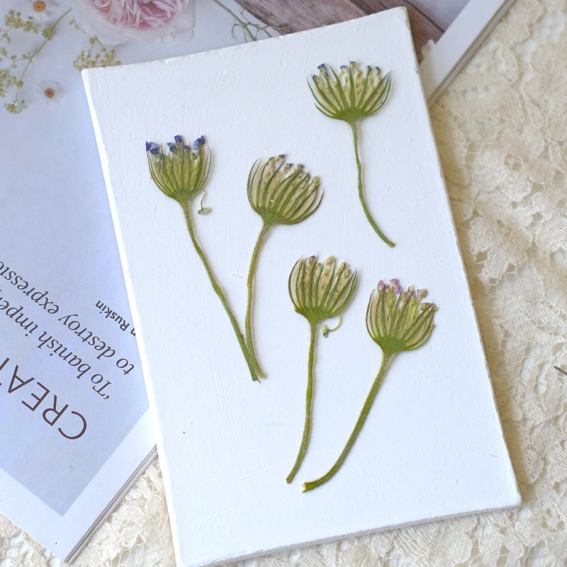 12PCS Pressed Emerald Pearl Fl - Dried Flower Bookmark 评论和价格